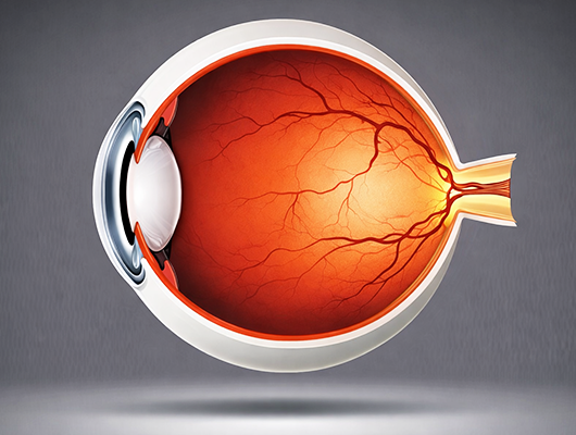 EVOLUTIONARY & CREATIVE RED REFLEX
